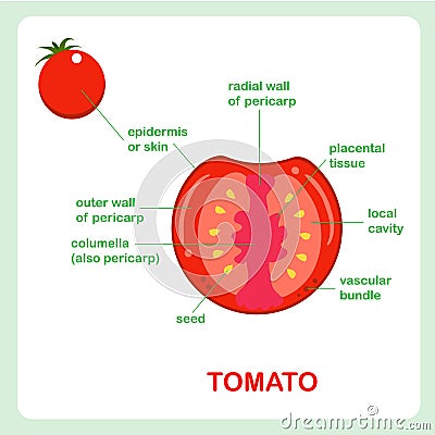 Fruit structure of tomato, cross section. Banner for education, biology lessons Vector Illustration